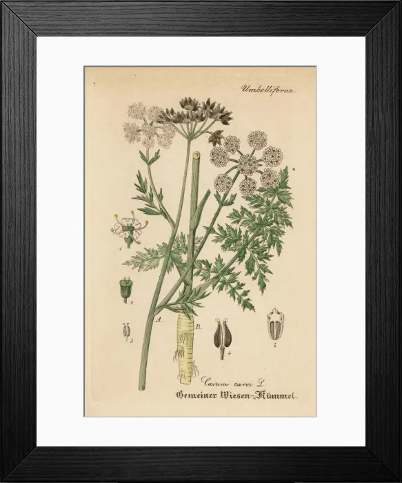 Framed Print : Meridian fennel or Persian cumin, Carum carvi Framed Print : Meridian fennel or Persian cumin, Carum carvi