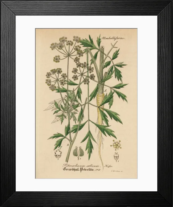 Framed Print : Parsley, Petroselinum sativum Framed Print : Parsley, Petroselinum sativum