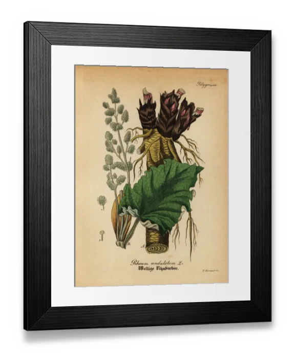 Framed Print : Rhubarb, Rheum rhabarbarum Framed Print : Rhubarb, Rheum rhabarbarum