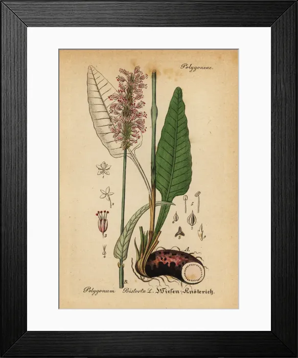 Framed Print : Bistort, Persicaria bistorta Framed Print : Bistort, Persicaria bistorta
