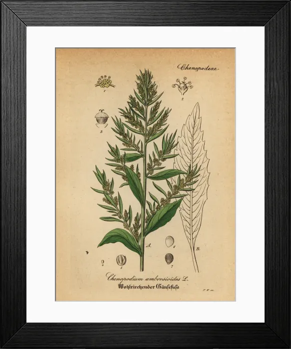 Framed Print : Wormseed, Jesuits tea or Mexican-tea, Dysphania Framed Print : Wormseed, Jesuits tea or Mexican-tea, Dysphania
