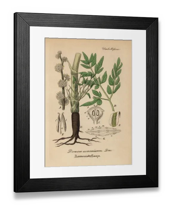 Framed Print : Gum ammoniac, Dorema ammoniacum Framed Print : Gum ammoniac, Dorema ammoniacum