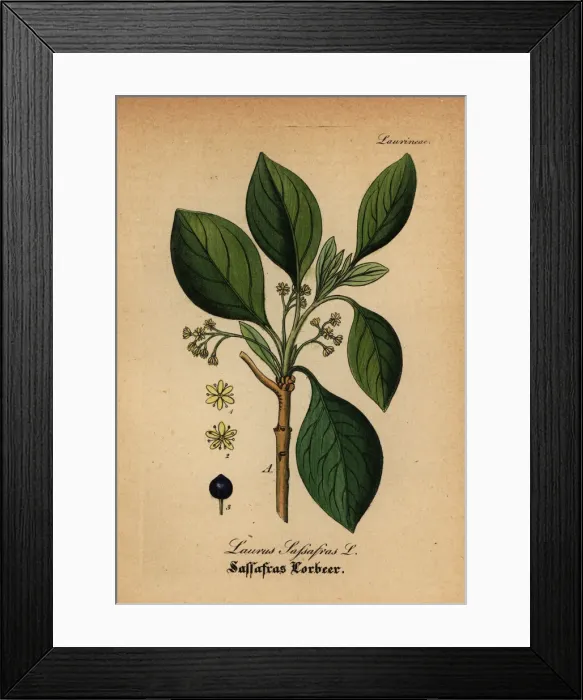 Framed Print : White sassafras, Sassafras albidum Framed Print : White sassafras, Sassafras albidum