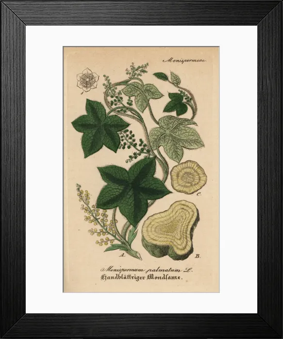Framed Print : Calumba, Jateorhiza palmata Framed Print : Calumba, Jateorhiza palmata