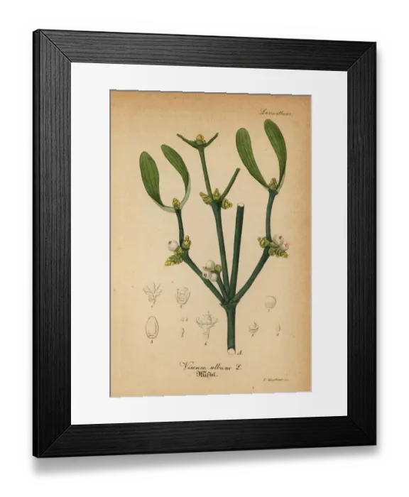 Framed Print : European mistletoe, Viscum album Framed Print : European mistletoe, Viscum album