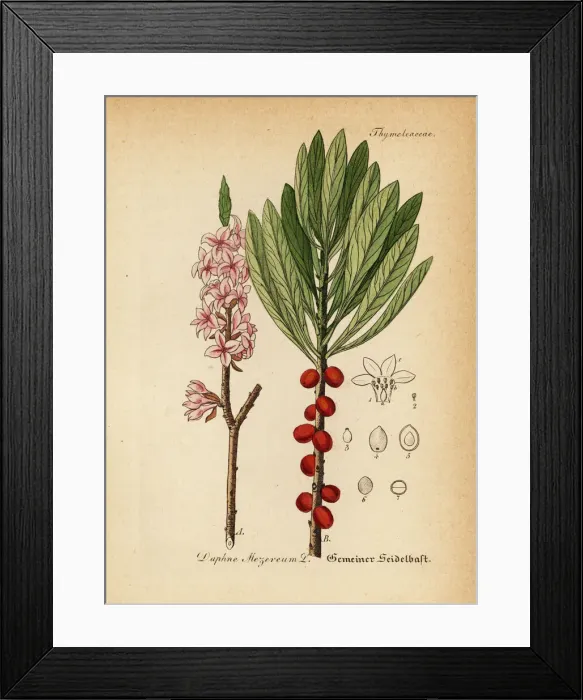 Framed Print : Mezereon or spurge laurel, Daphne mezereum Framed Print : Mezereon or spurge laurel, Daphne mezereum