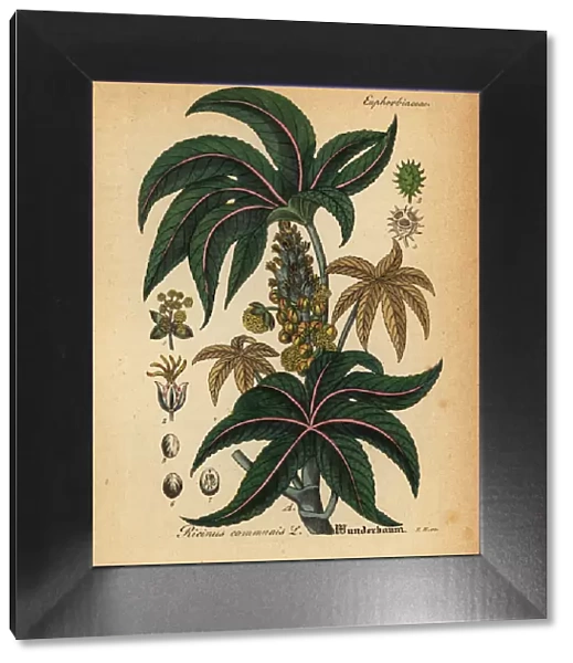 Castorbean or castor-oil-plant, Ricinus communis