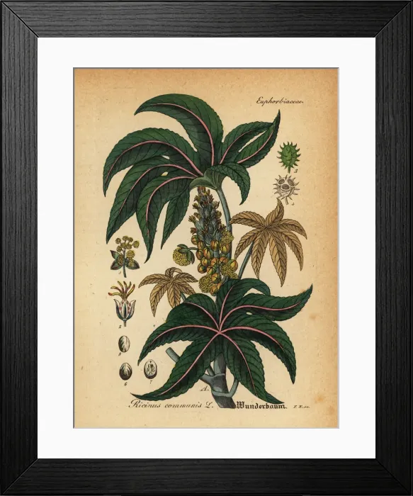 Framed Print : Castorbean or castor-oil-plant, Ricinus communis Framed Print : Castorbean or castor-oil-plant, Ricinus communis