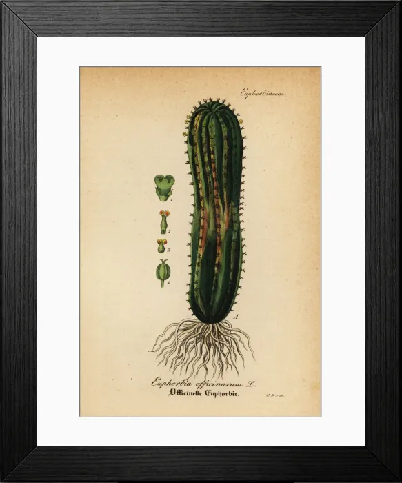 Framed Print : Spurge, Euphorbia officinarum Framed Print : Spurge, Euphorbia officinarum