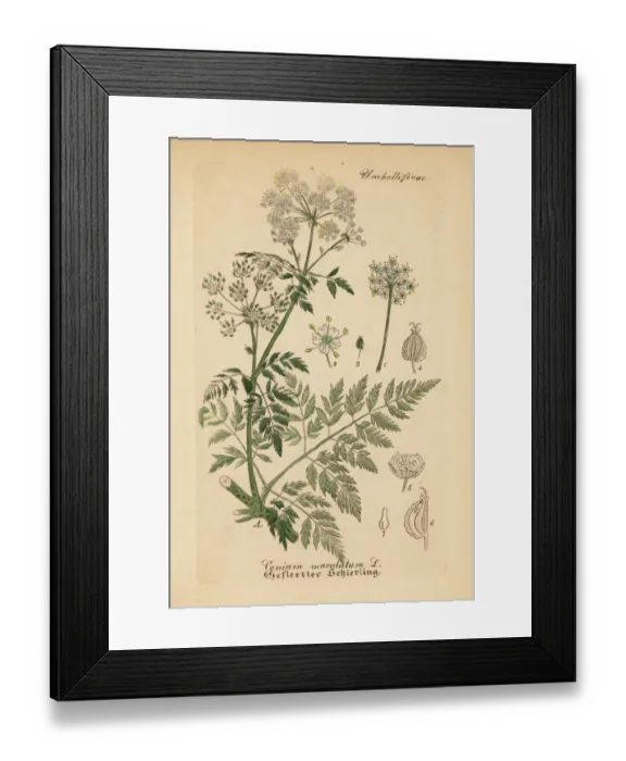 Framed Print : Poison hemlock, Conium maculatum Framed Print : Poison hemlock, Conium maculatum
