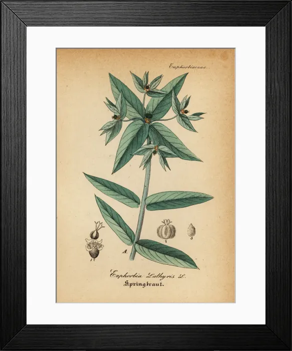 Framed Print : Caper spurge or paper spurge, Euphorbia lathyris Framed Print : Caper spurge or paper spurge, Euphorbia lathyris