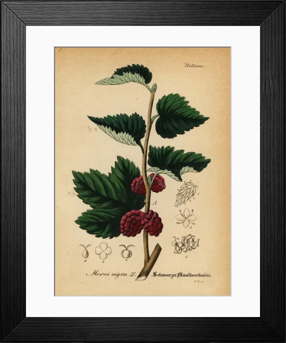 Framed Print : Black mulberry, Morus nigra Framed Print : Black mulberry, Morus nigra