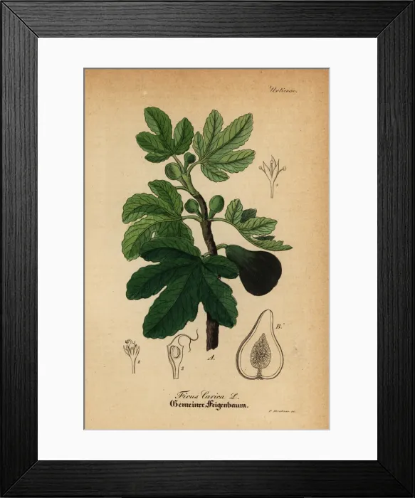 Framed Print : Common fig, Ficus carica Framed Print : Common fig, Ficus carica