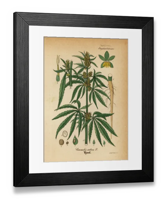 Framed Print : Marijuana or cannabis, Cannabis sativa Framed Print : Marijuana or cannabis, Cannabis sativa