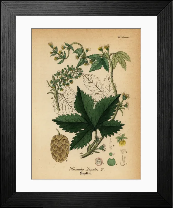 Framed Print : Common hop, Humulus lupulus Framed Print : Common hop, Humulus lupulus