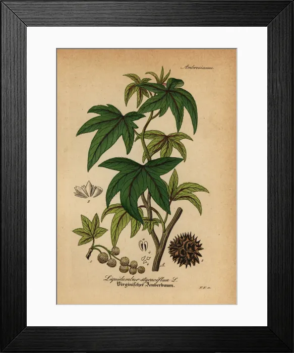 Framed Print : American sweetgum, Liquidambar styraciflua Framed Print : American sweetgum, Liquidambar styraciflua