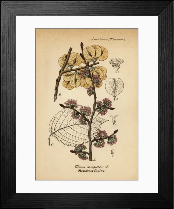 Framed Print : Wych elm or Scots elm, Ulmus glabra Framed Print : Wych elm or Scots elm, Ulmus glabra