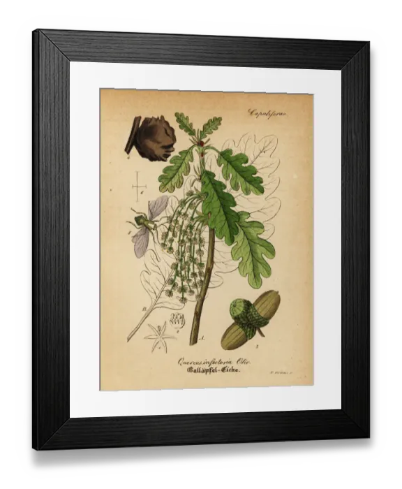 Framed Print : Aleppo oak, Quercus infectoria