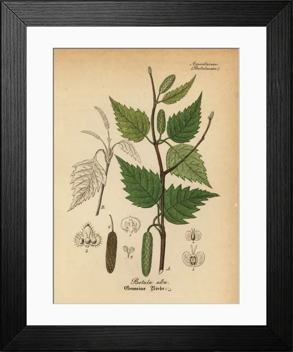 Framed Print : Downy birch or white birch, Betula alba Framed Print : Downy birch or white birch, Betula alba