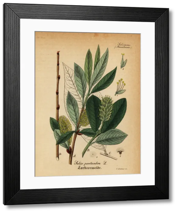Framed Print : Bay willow, Salix pentandra Framed Print : Bay willow, Salix pentandra