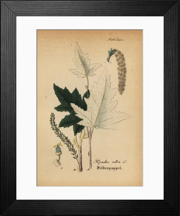 Framed Print : Silver poplar, Populus alba Framed Print : Silver poplar, Populus alba