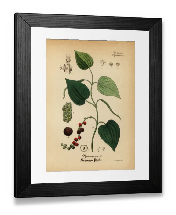 Framed Print : Black pepper, Piper nigrum Framed Print : Black pepper, Piper nigrum