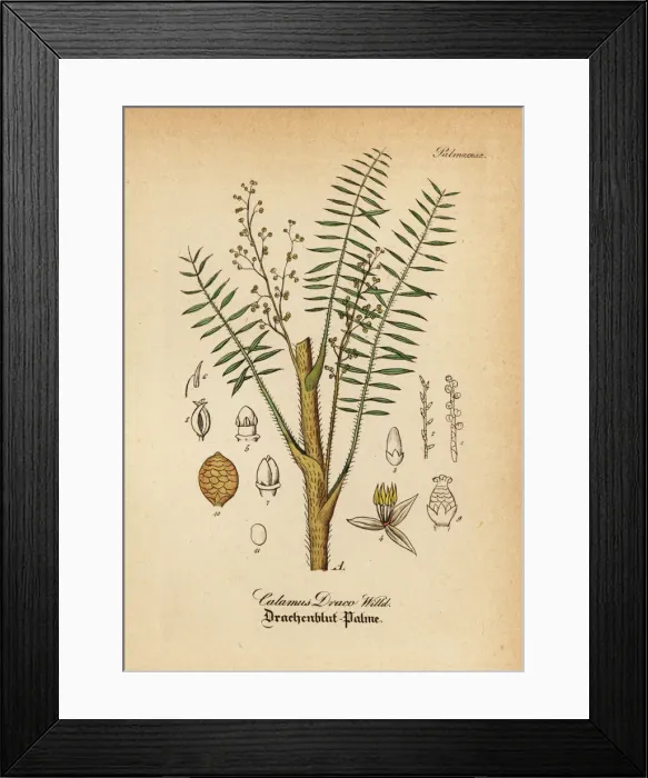 Framed Print : Dragons blood palm, Daemonorops draco Framed Print : Dragons blood palm, Daemonorops draco