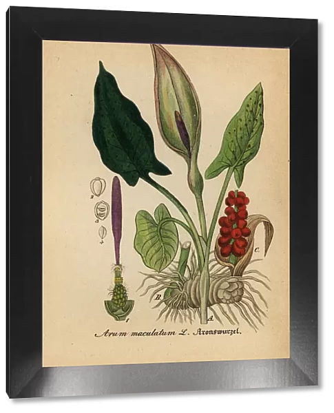 Arum lily, Arum maculatum
