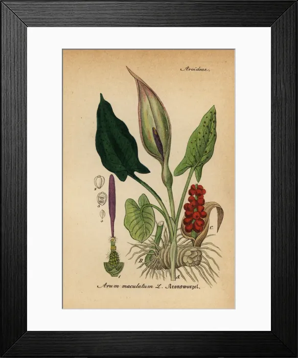 Framed Print : Arum lily, Arum maculatum Framed Print : Arum lily, Arum maculatum