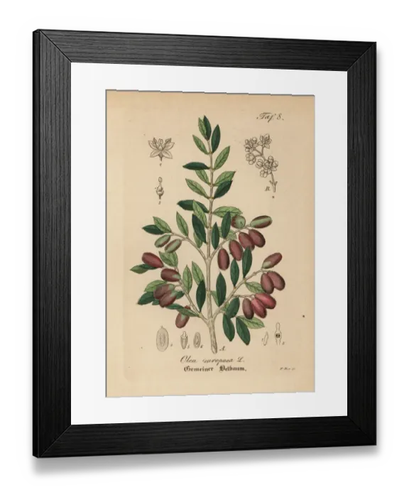 Framed Print : Olive, Olea europaea Framed Print : Olive, Olea europaea