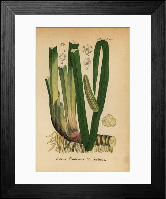 Framed Print : Sweet flag or calamus, Acorus calamus Framed Print : Sweet flag or calamus, Acorus calamus