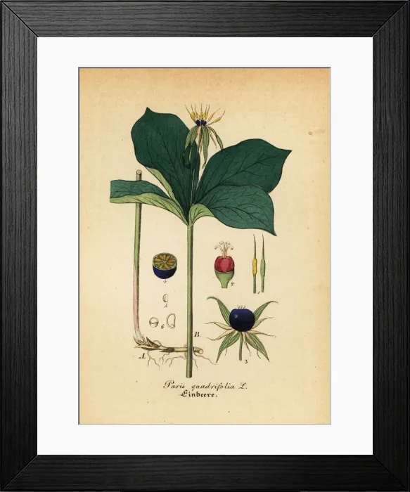 Framed Print : Herb Paris, Paris quadrifolia Framed Print : Herb Paris, Paris quadrifolia