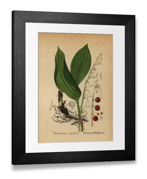 Framed Print : Lily of the valley, Convallaria majalis