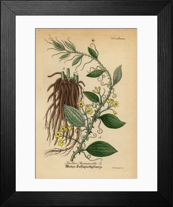 Framed Print : Cat greenbriar or catbriar, Smilax glauca Framed Print : Cat greenbriar or catbriar, Smilax glauca