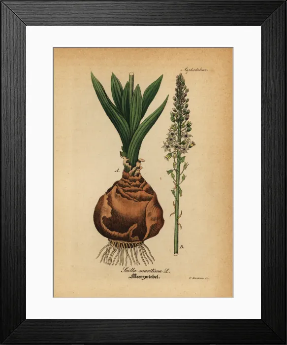 Framed Print : Sea squill, Drimia maritima Framed Print : Sea squill, Drimia maritima