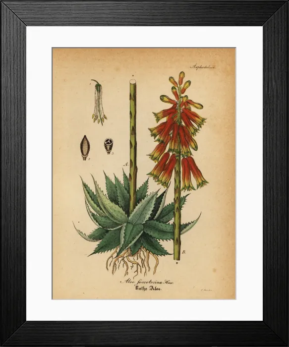 Framed Print : Fynbos aloe, Aloe succotrina Framed Print : Fynbos aloe, Aloe succotrina