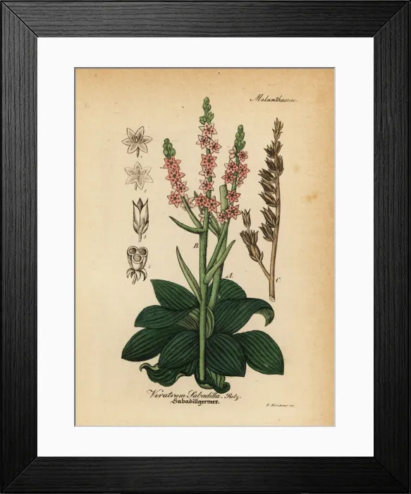 Framed Print : Feathershank, Schoenocaulon officinale Framed Print : Feathershank, Schoenocaulon officinale