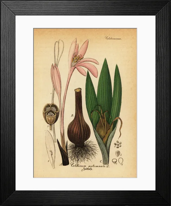 Framed Print : Meadow saffron, Colchicum autumnale Framed Print : Meadow saffron, Colchicum autumnale