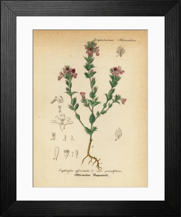 Framed Print : Euphrasia or eyebright, Euphrasia officinalis Framed Print : Euphrasia or eyebright, Euphrasia officinalis
