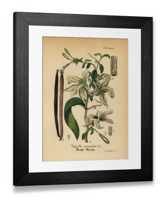 Framed Print : Mexican vanilla orchid, Vanilla mexicana Framed Print : Mexican vanilla orchid, Vanilla mexicana