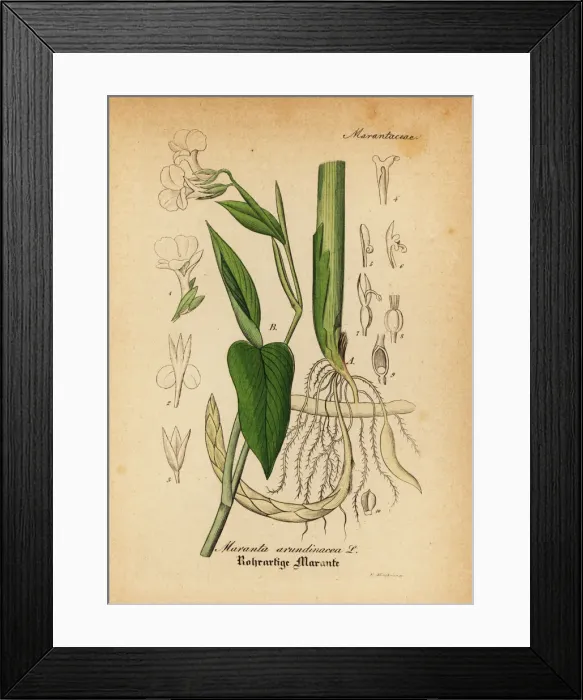 Framed Print : Arrowroot, Maranta arundinacea Framed Print : Arrowroot, Maranta arundinacea