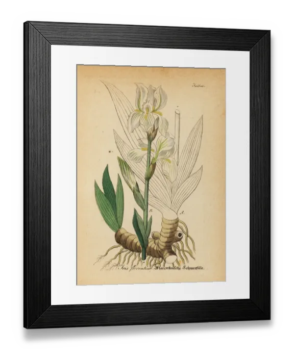 Framed Print : Bearded iris, Iris germanica Framed Print : Bearded iris, Iris germanica