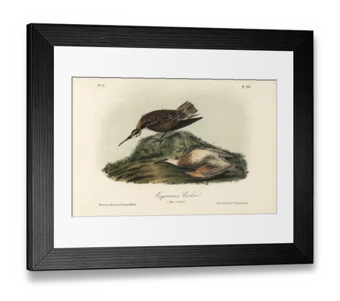 Framed Print : Eskimo or eskimaux curlew, Numenius borealis. Extinct Framed Print : Eskimo or eskimaux curlew, Numenius borealis. Extinct
