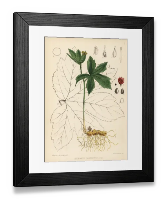 Framed Print : Yellow puccoon or goldenseal, Hydrastis canadensis Framed Print : Yellow puccoon or goldenseal, Hydrastis canadensis