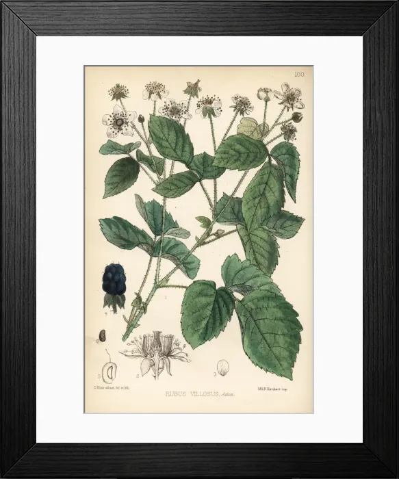 Framed Print : Common blackberry, Rubus villosus Framed Print : Common blackberry, Rubus villosus