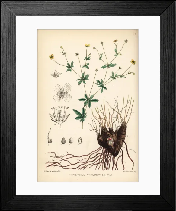 Framed Print : Tormentil, Potentilla erecta Framed Print : Tormentil, Potentilla erecta