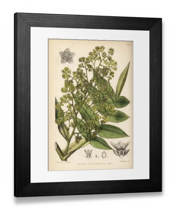 Framed Print : African redwood, kusso or koso, Hagenia abyssinica Framed Print : African redwood, kusso or koso, Hagenia abyssinica
