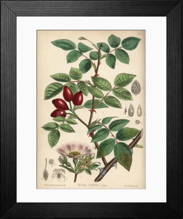 Framed Print : Common wild rose, Rosa canina Framed Print : Common wild rose, Rosa canina
