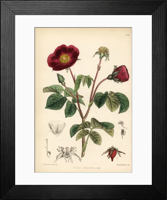 Framed Print : French rose or Provins rose, Rosa gallica Framed Print : French rose or Provins rose, Rosa gallica