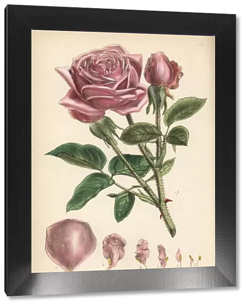Cabbage rose or Damask rose, Rosa centifolia